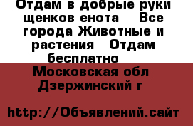 Отдам в добрые руки щенков енота. - Все города Животные и растения » Отдам бесплатно   . Московская обл.,Дзержинский г.